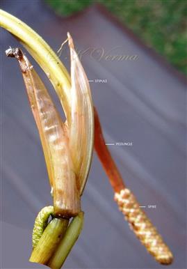   Stipules and Spike